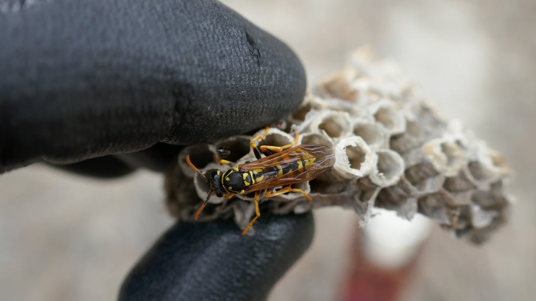 Wasp Nest Extermination