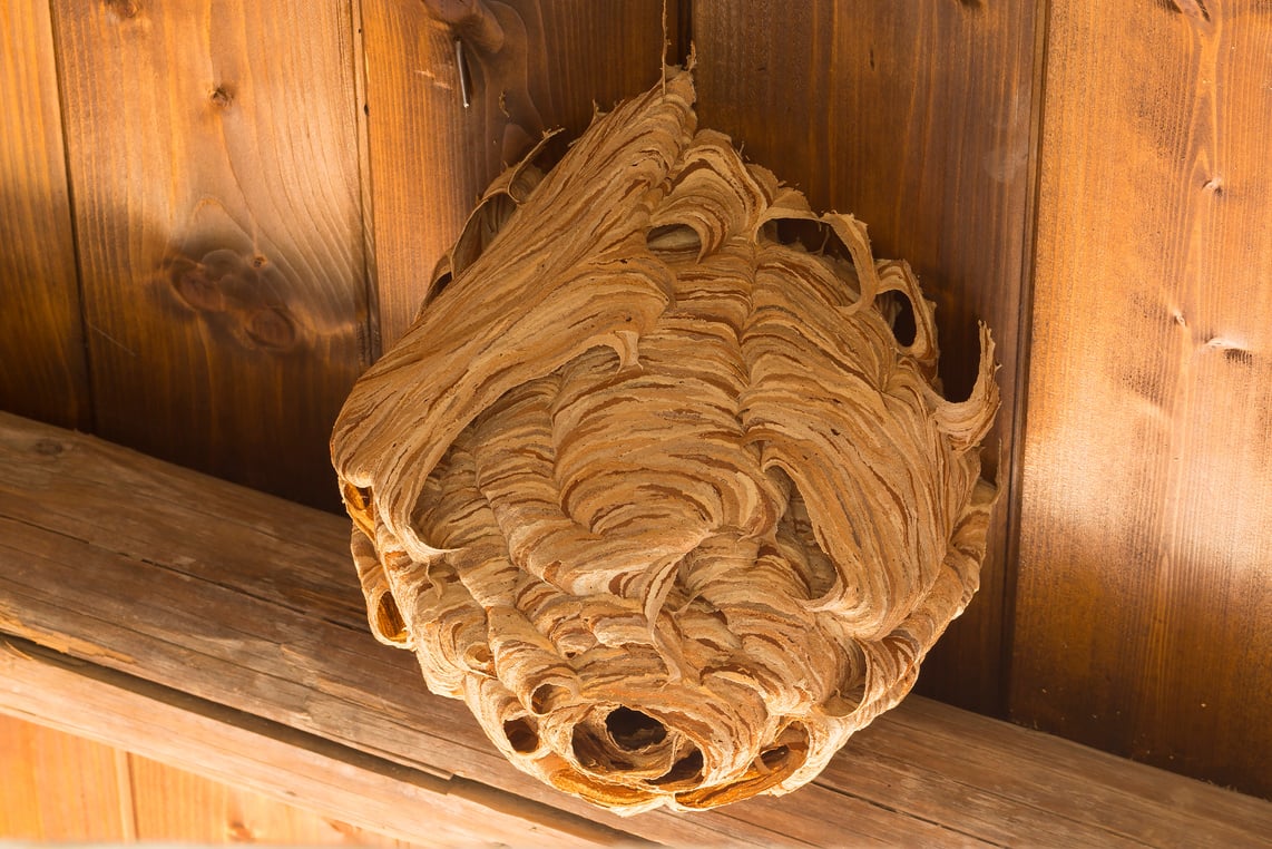 Wasp nest